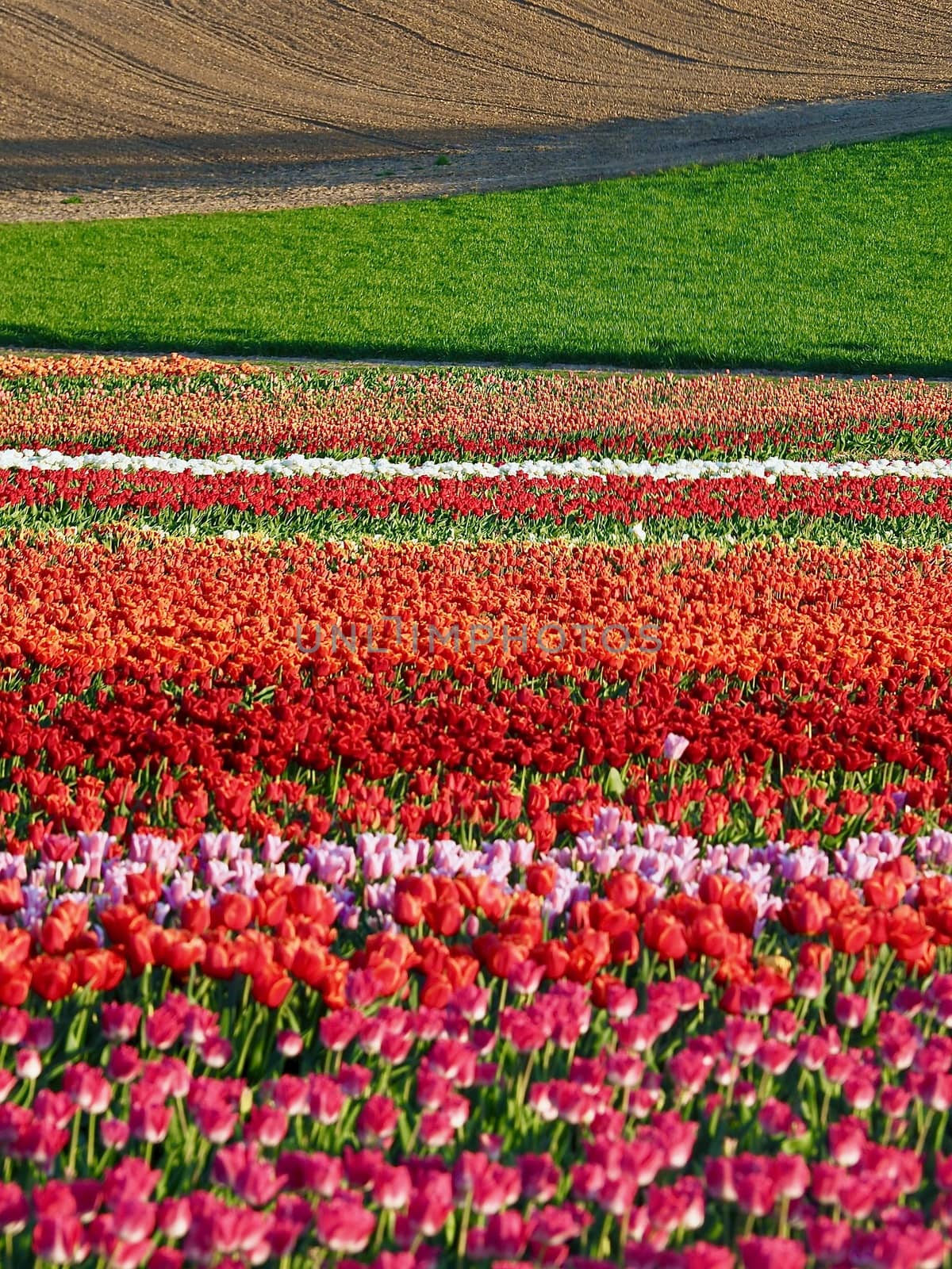 Agriculture - Colorful blooming tulip field in Grevenbroich by Stimmungsbilder
