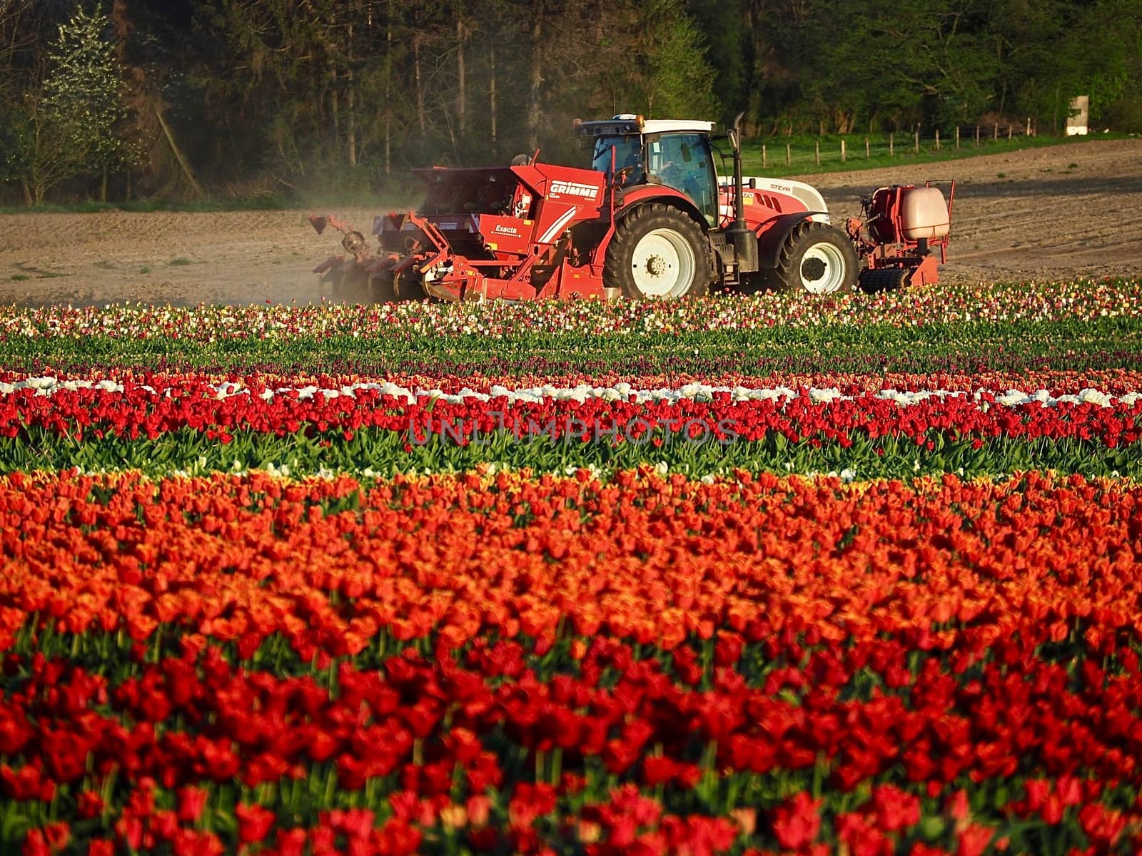 Field of beautiful blooming tulips for agriculture in Grevenbroich in Germany