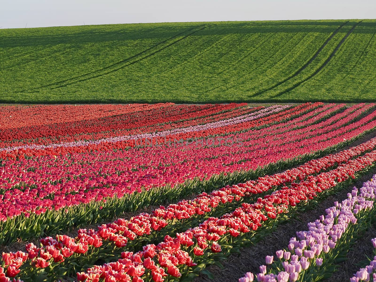 Agriculture - Colorful blooming tulip field by Stimmungsbilder