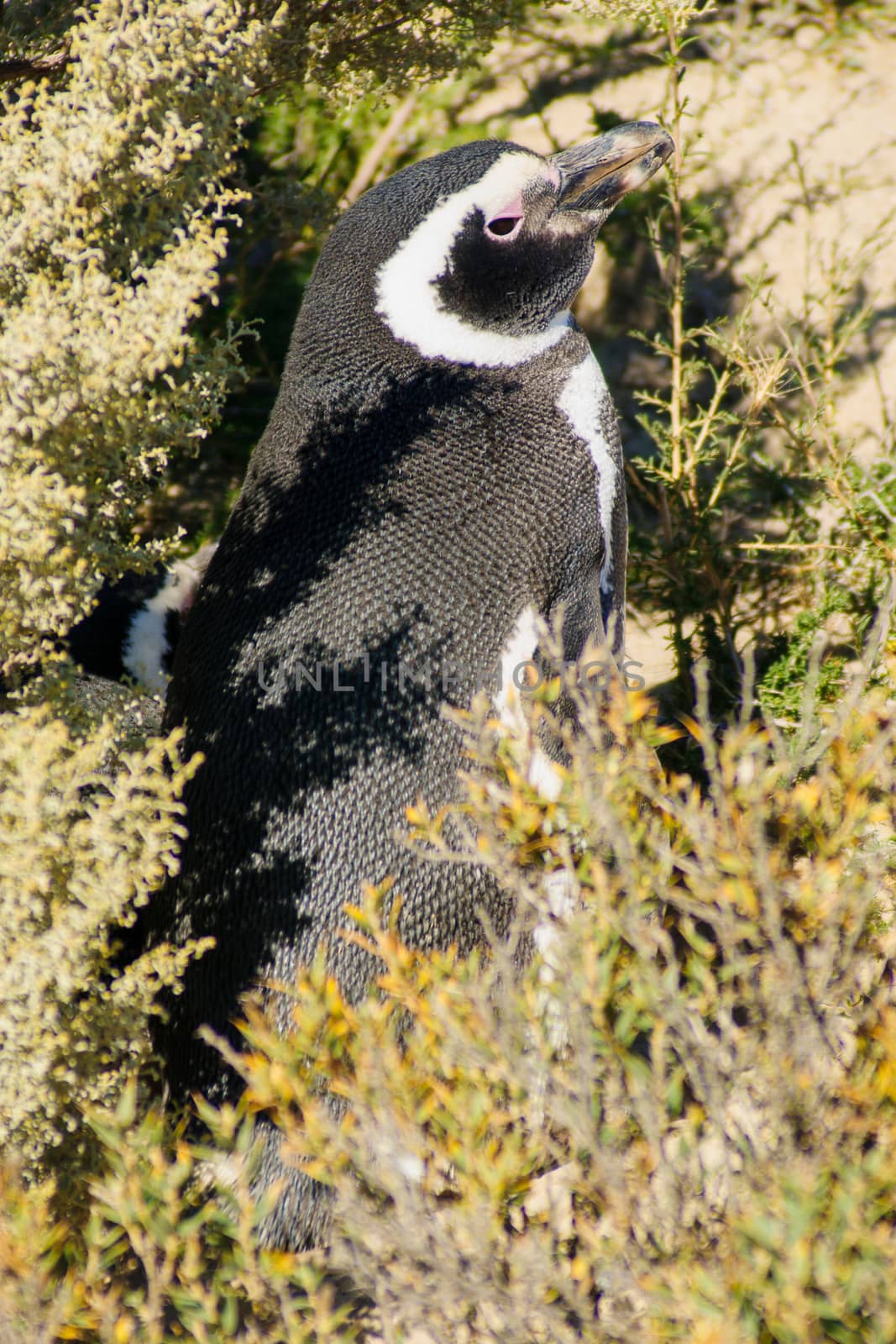 Magellanic Penguin in Valdes peninsula, Argentina