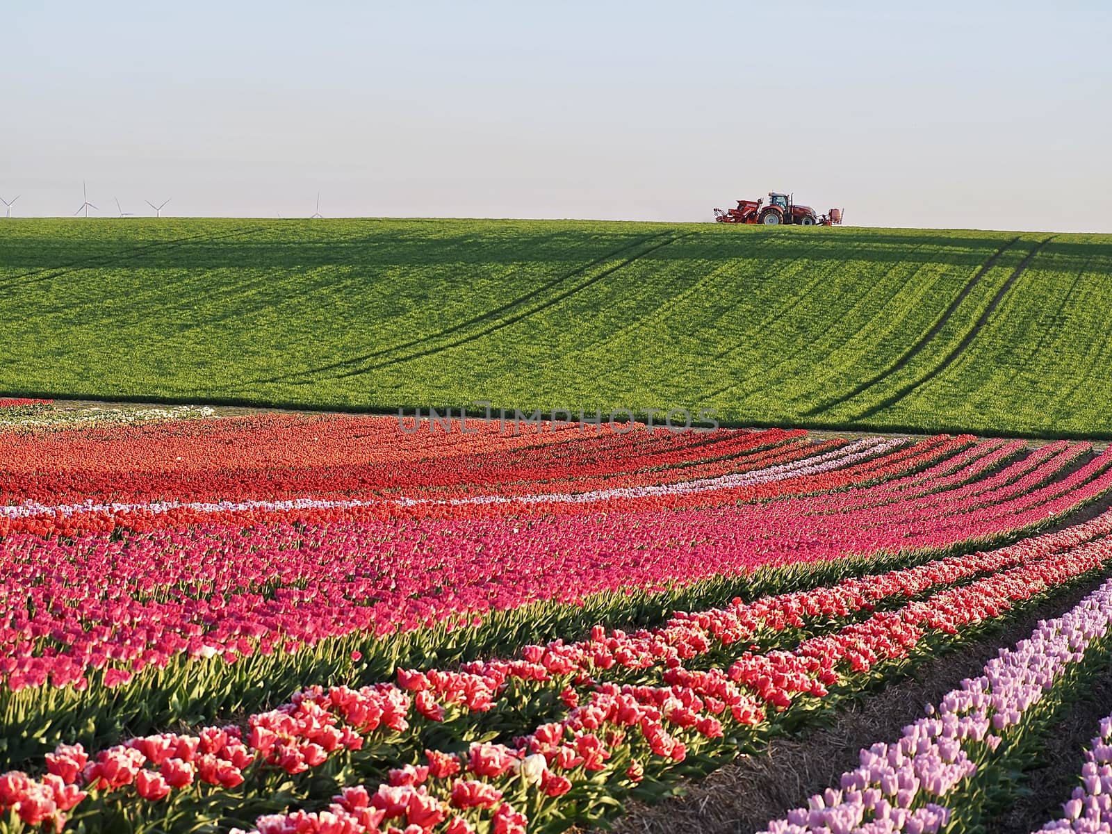 Field of beautiful blooming tulips for agriculture in Germany