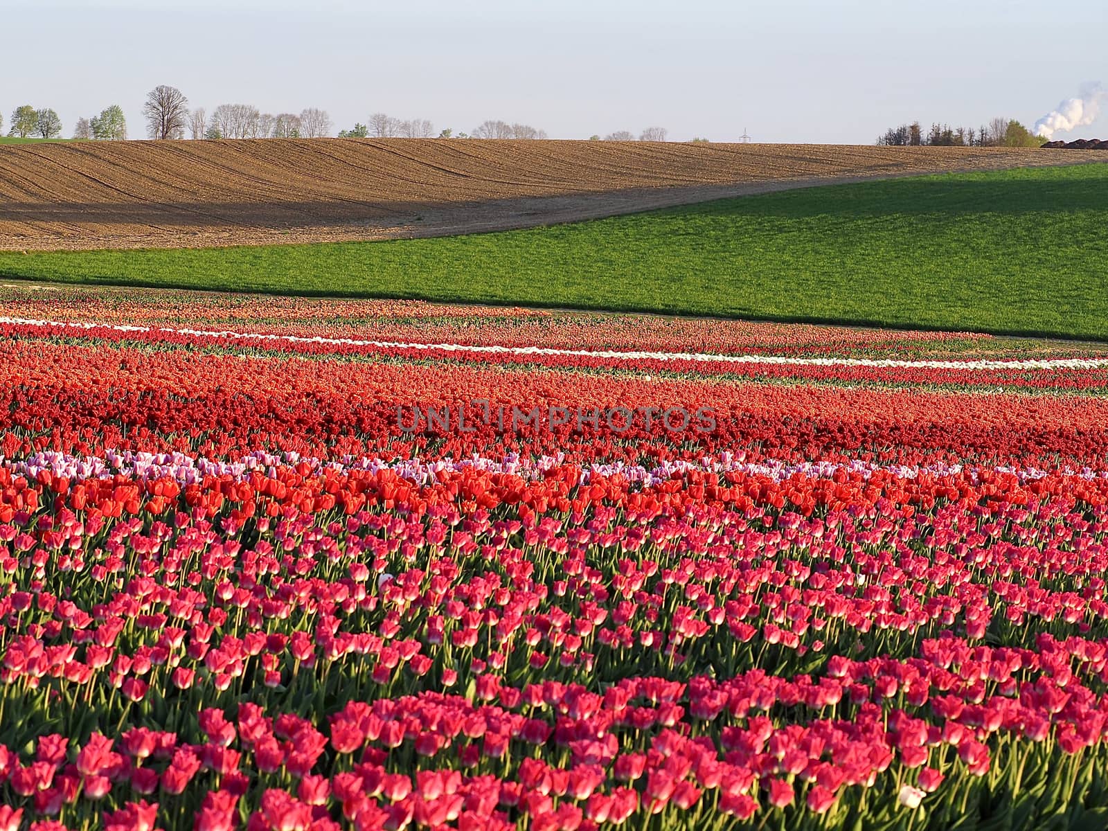 Field of beautiful blooming tulips for agriculture in Germany