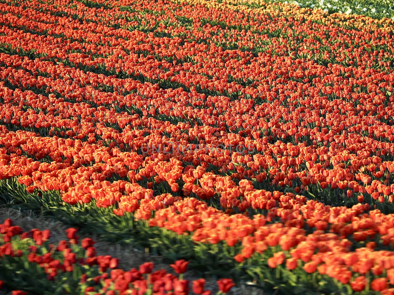 Agriculture - Colorful blooming tulip field by Stimmungsbilder