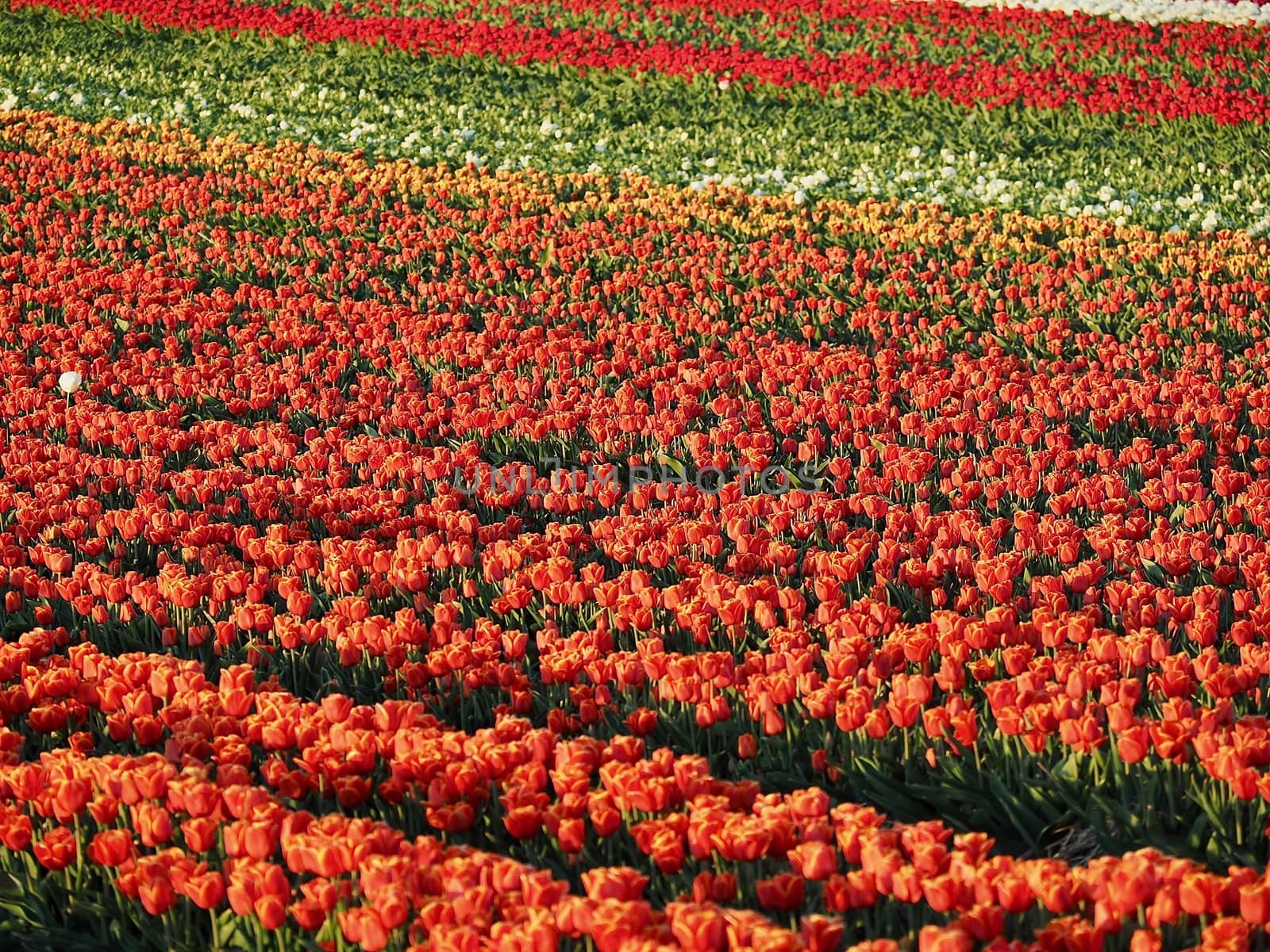 Field of beautiful blooming tulips for agriculture in Germany