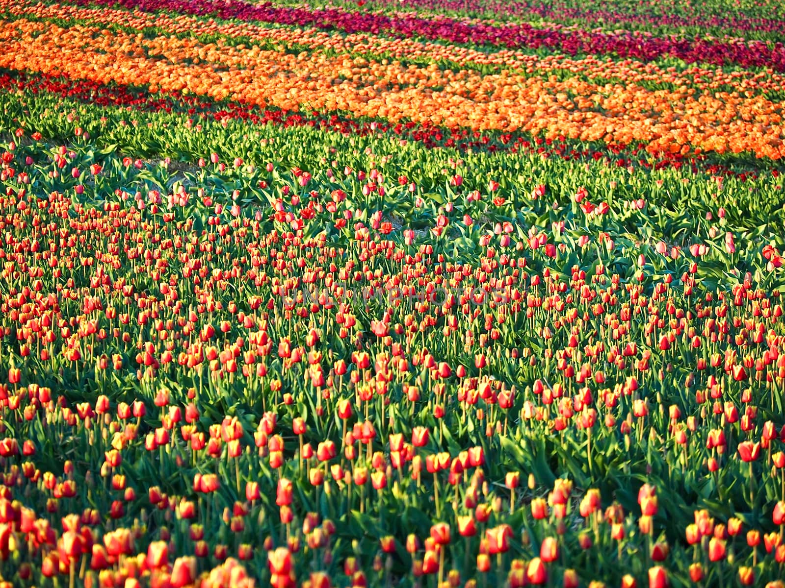 Agriculture - Colorful blooming tulip field by Stimmungsbilder