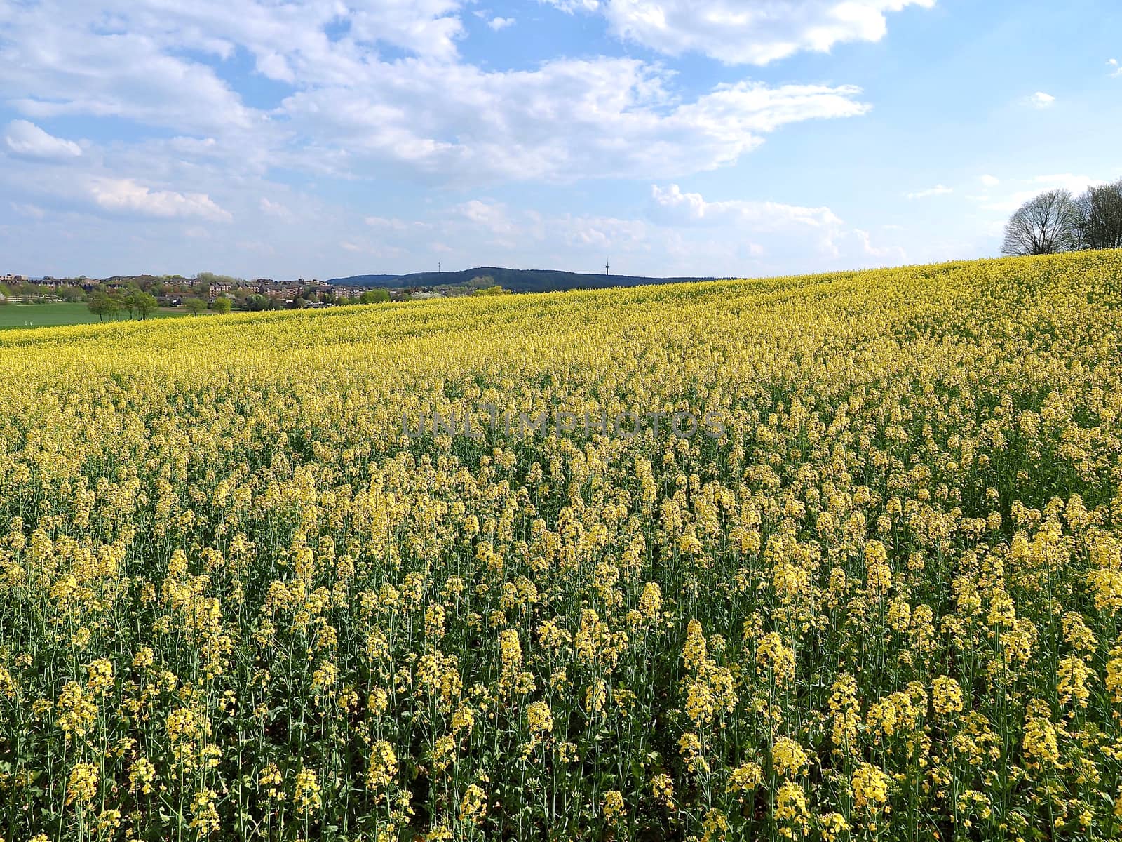 Beautiful blomming rape field in Aachen by Stimmungsbilder