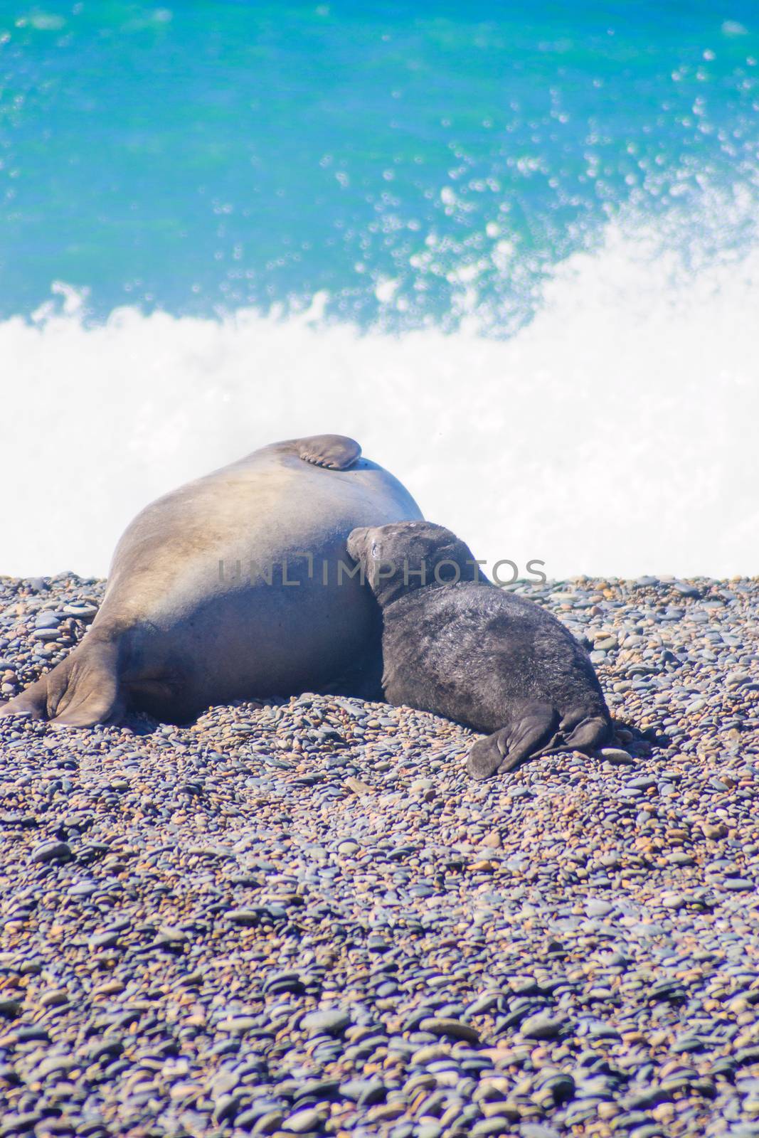 Mother and cub elephant seal on the beach of valdes peninsula national park, Patagonia, Argentina