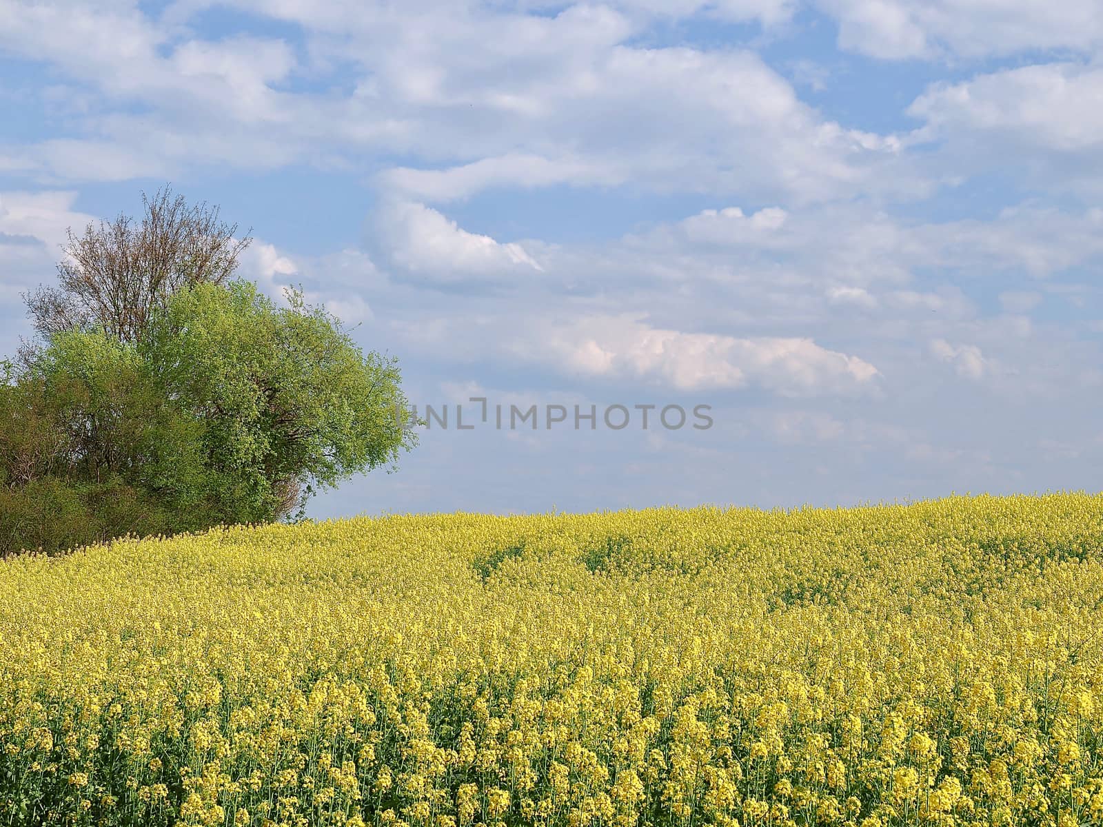 Yellow blooming rapeseed field on the Schneeberg in Aachen