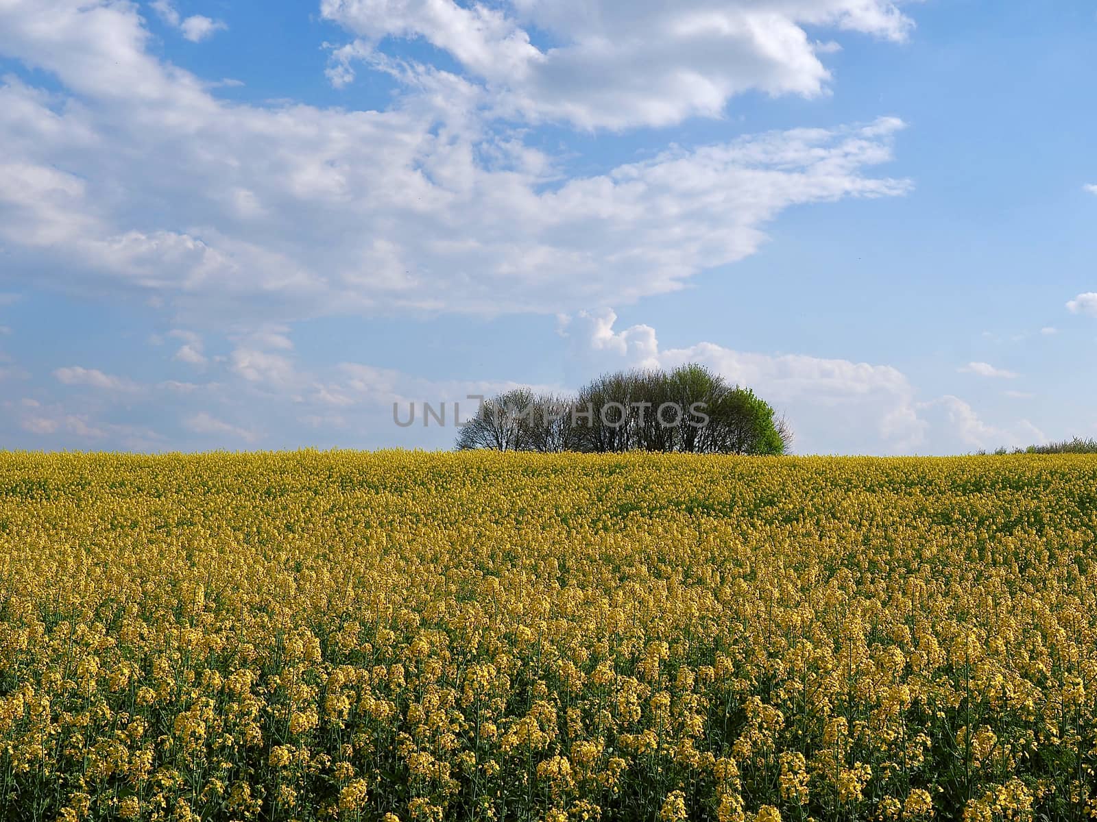 Yellow blooming rapeseed field on the Schneeberg in Aachen
