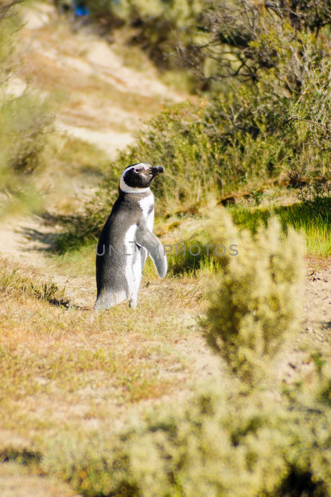 Magellanic Penguin, Valdes by RnDmS