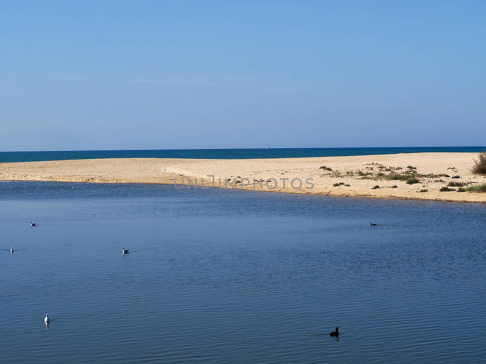 Lagoa dos Salgados, a biotope between Armacaou de Pera and Albufeira at the Algarve coast of Portugal