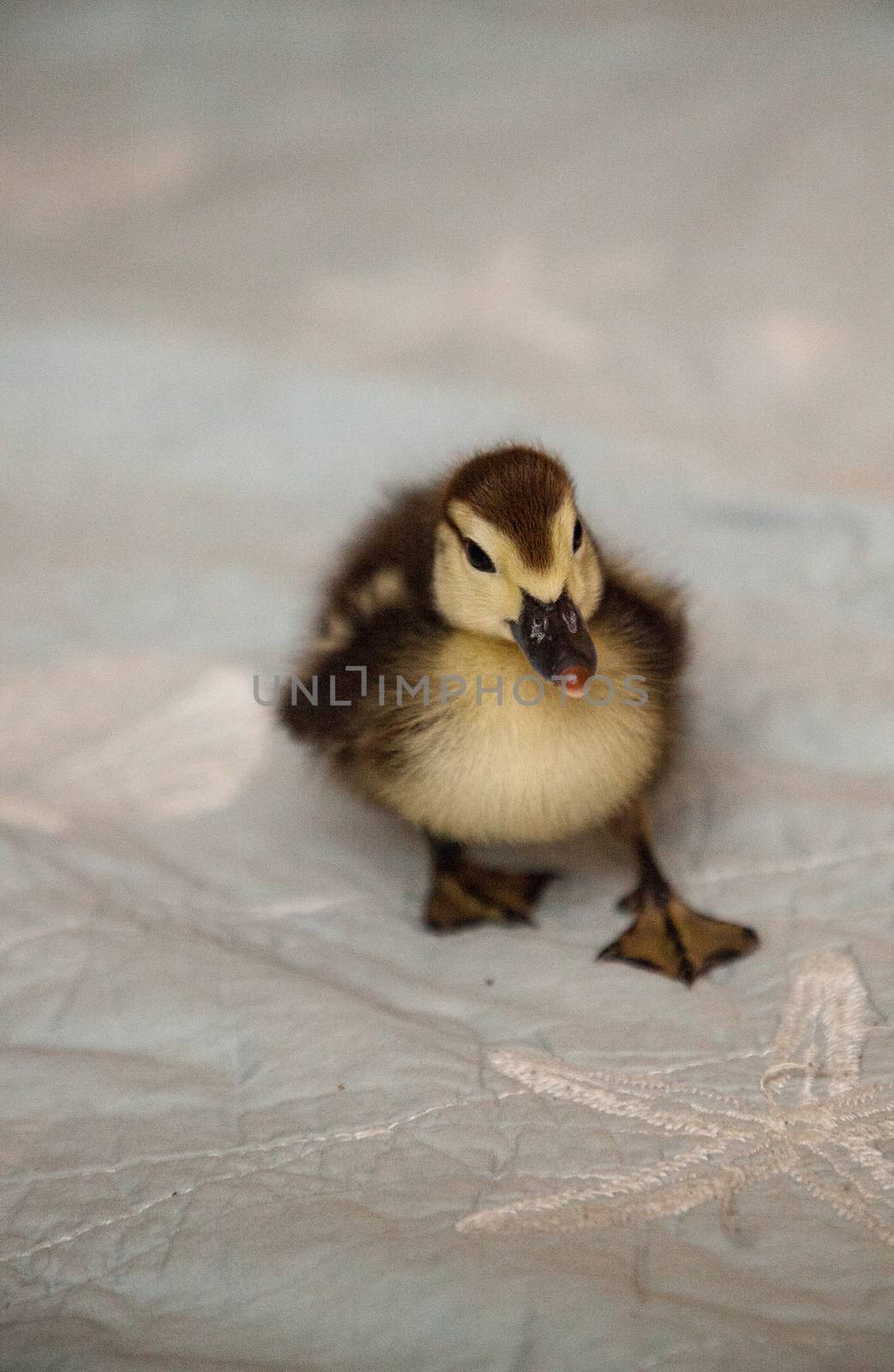 Mottled duckling Anas fulvigula on a blue background in Naples, Florida