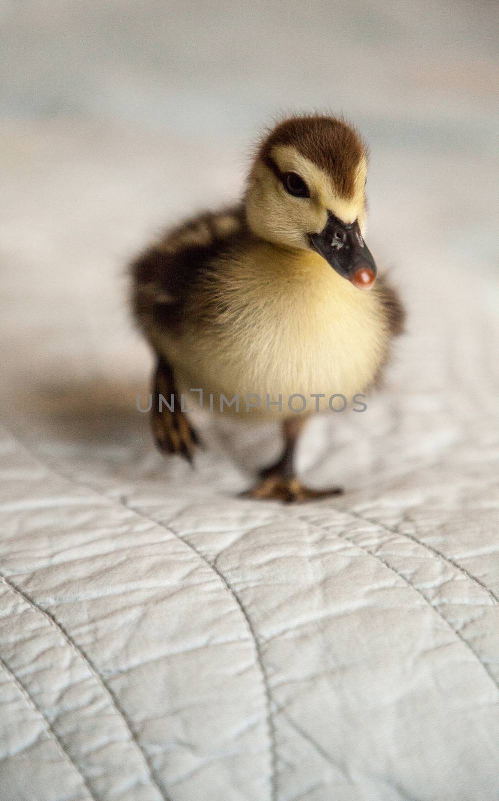 Mottled duckling Anas fulvigula on a blue background in Naples, Florida