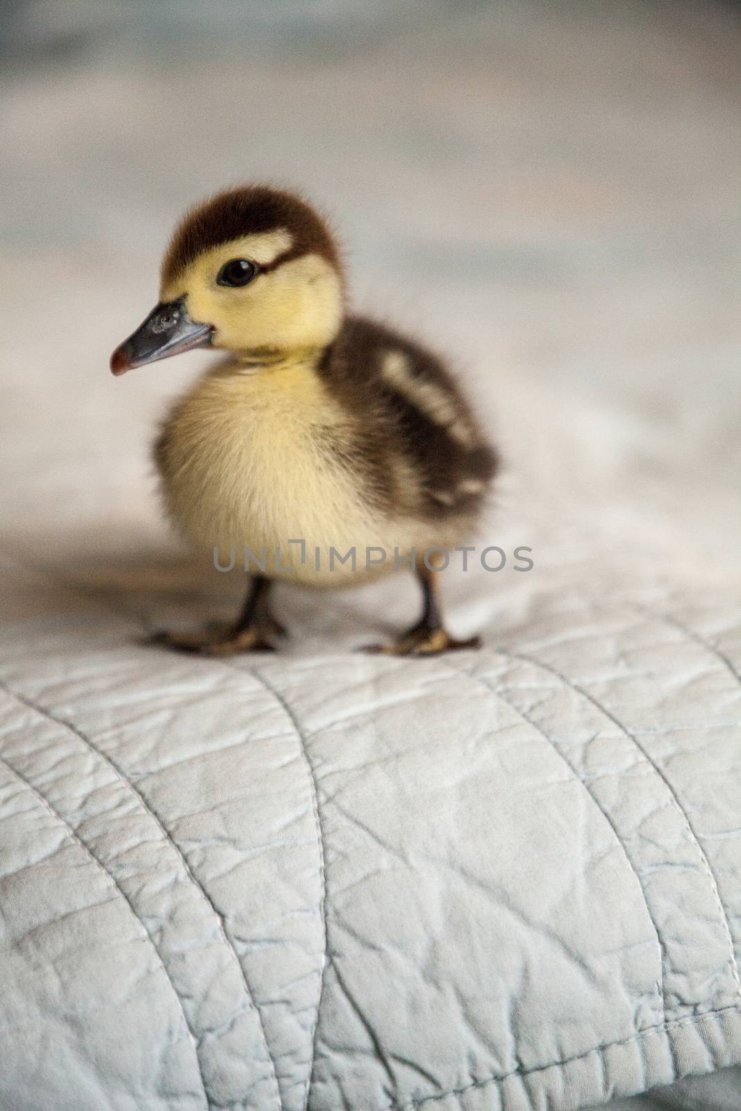 Mottled duckling Anas fulvigula on a blue background in Naples, Florida