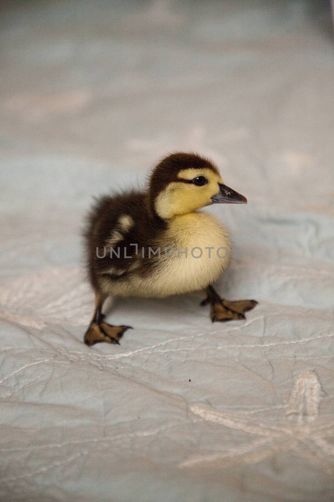 Mottled duckling Anas fulvigula on a blue background by steffstarr