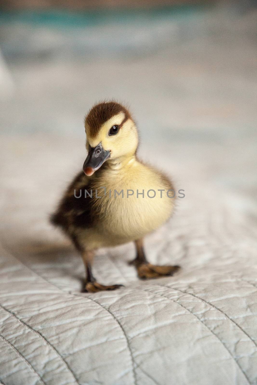 Curious Mottled duckling Anas fulvigula on a blue background by steffstarr