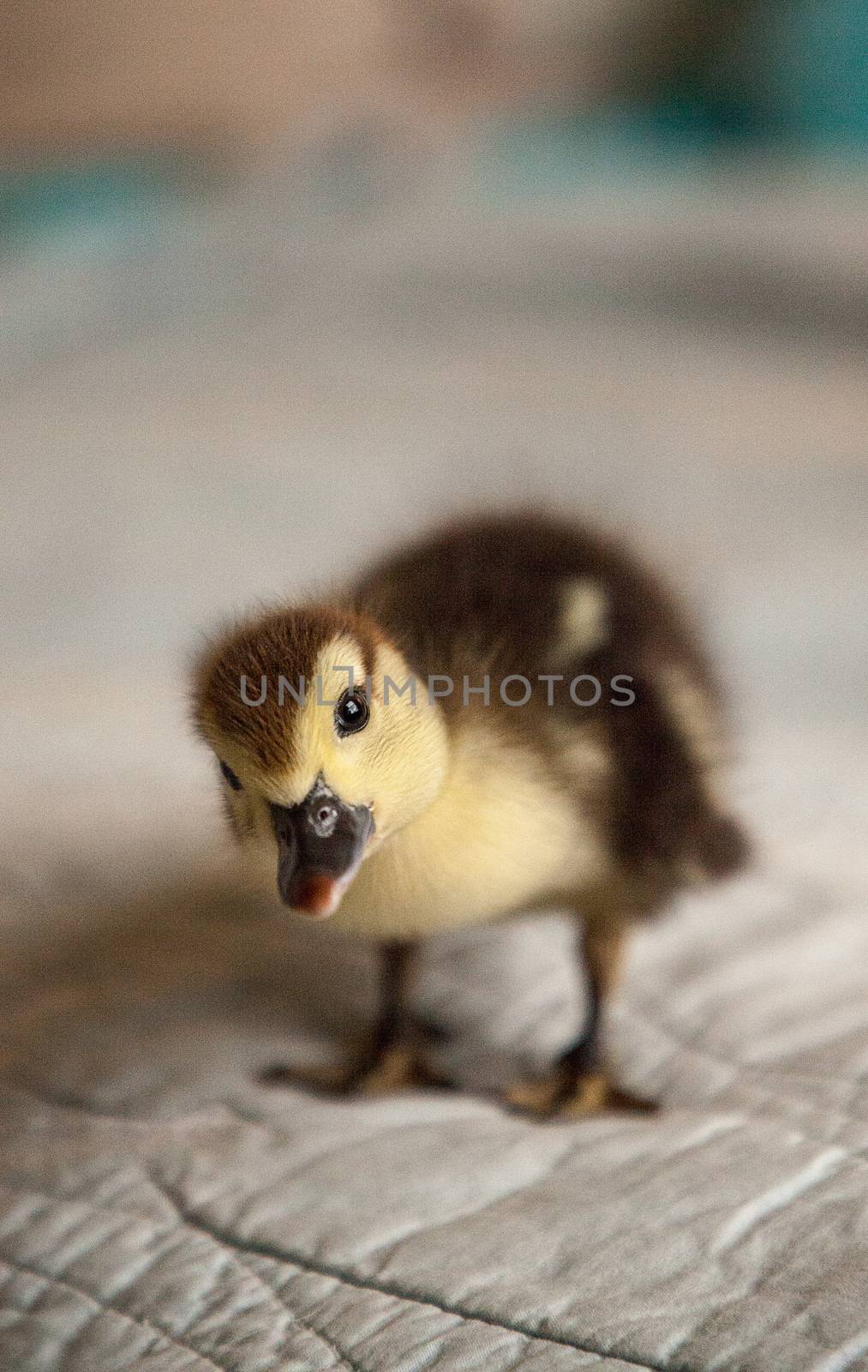 Curious Mottled duckling Anas fulvigula on a blue background by steffstarr