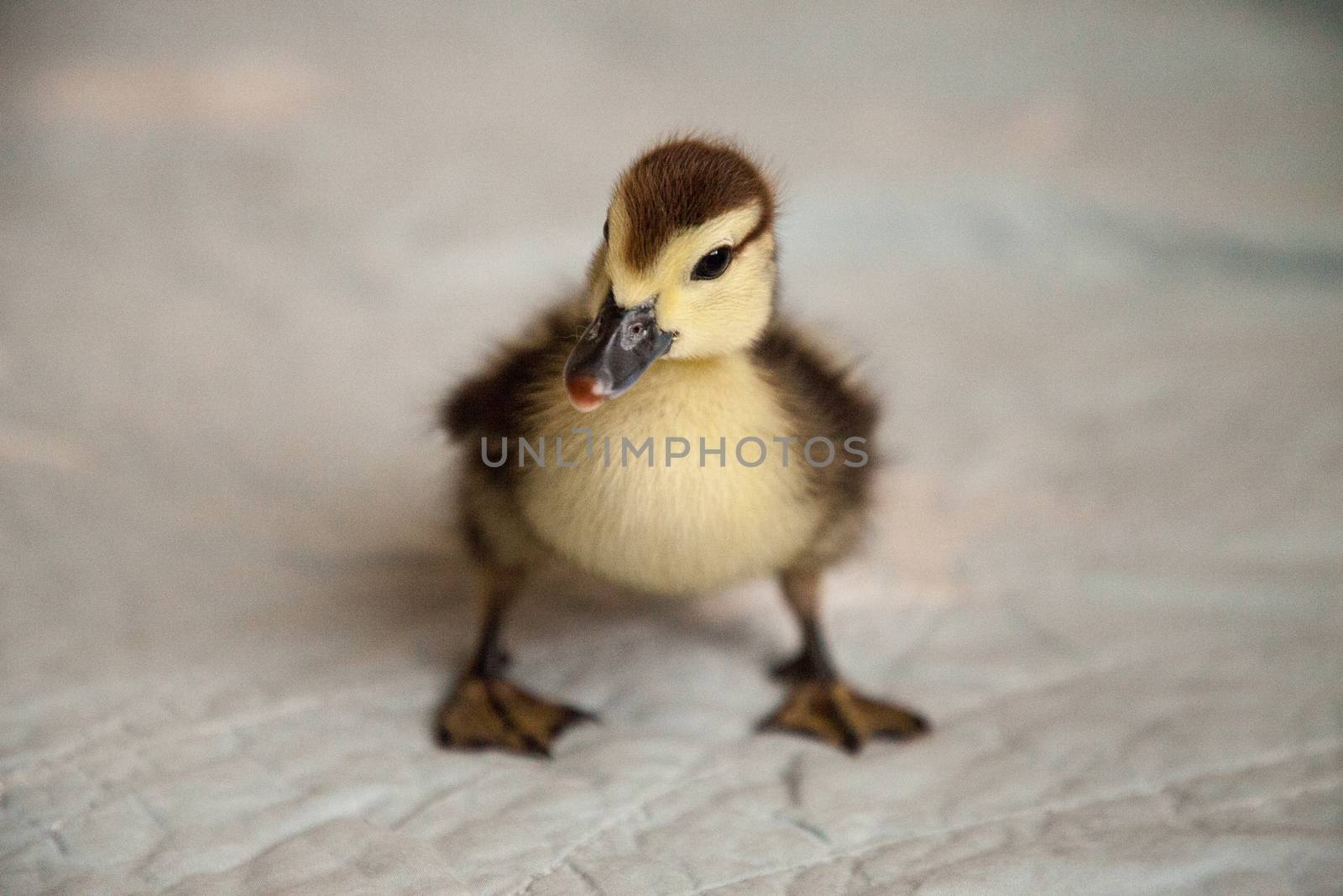 Curious Mottled duckling Anas fulvigula on a blue background by steffstarr