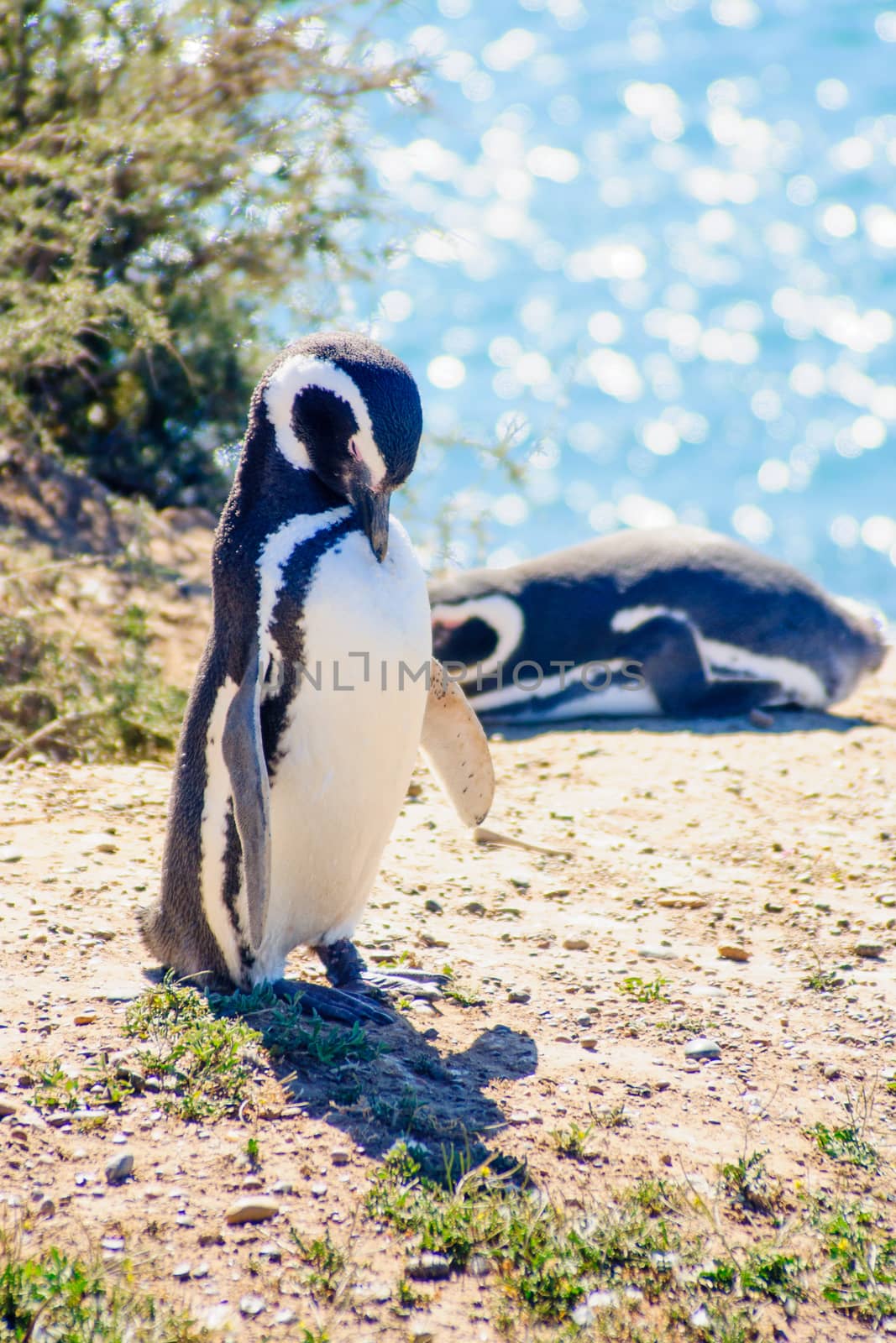 Magellanic Penguin in Valdes peninsula, Argentina