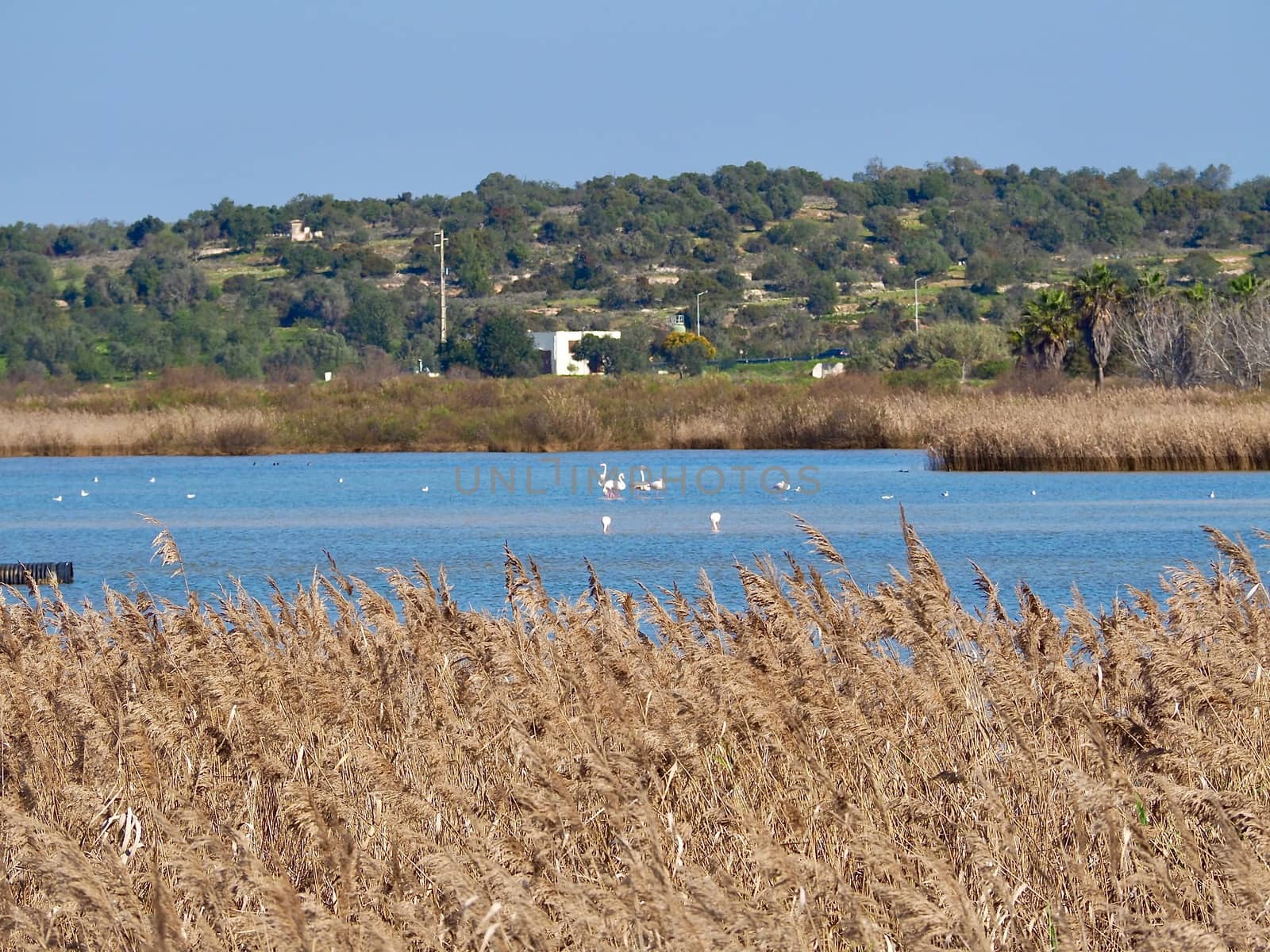 Flamingos at Lagoa dos Salgados, a biotope between Armacaou de Pera and Albufeira at the Algarve coast of Portugal