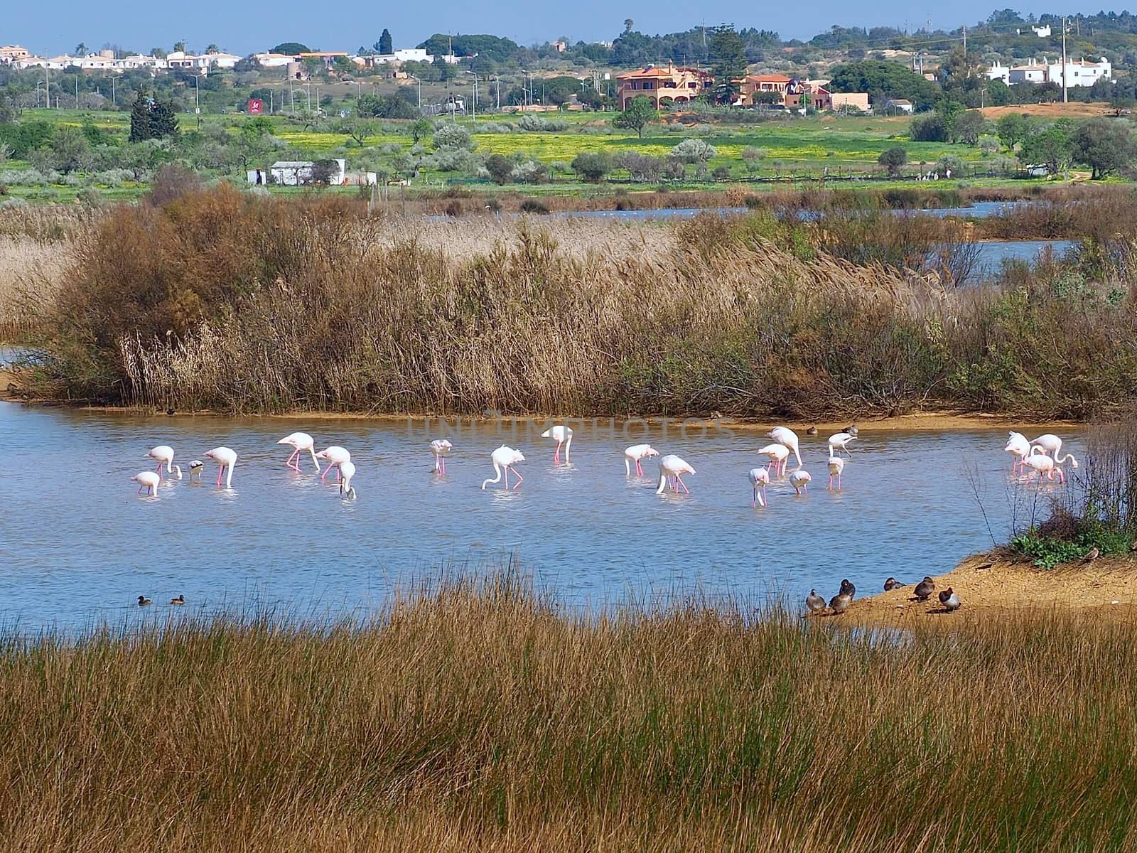 Flamingos at Lagoa dos Salgados, a biotope between Armacaou de Pera and Albufeira at the Algarve coast of Portugal
