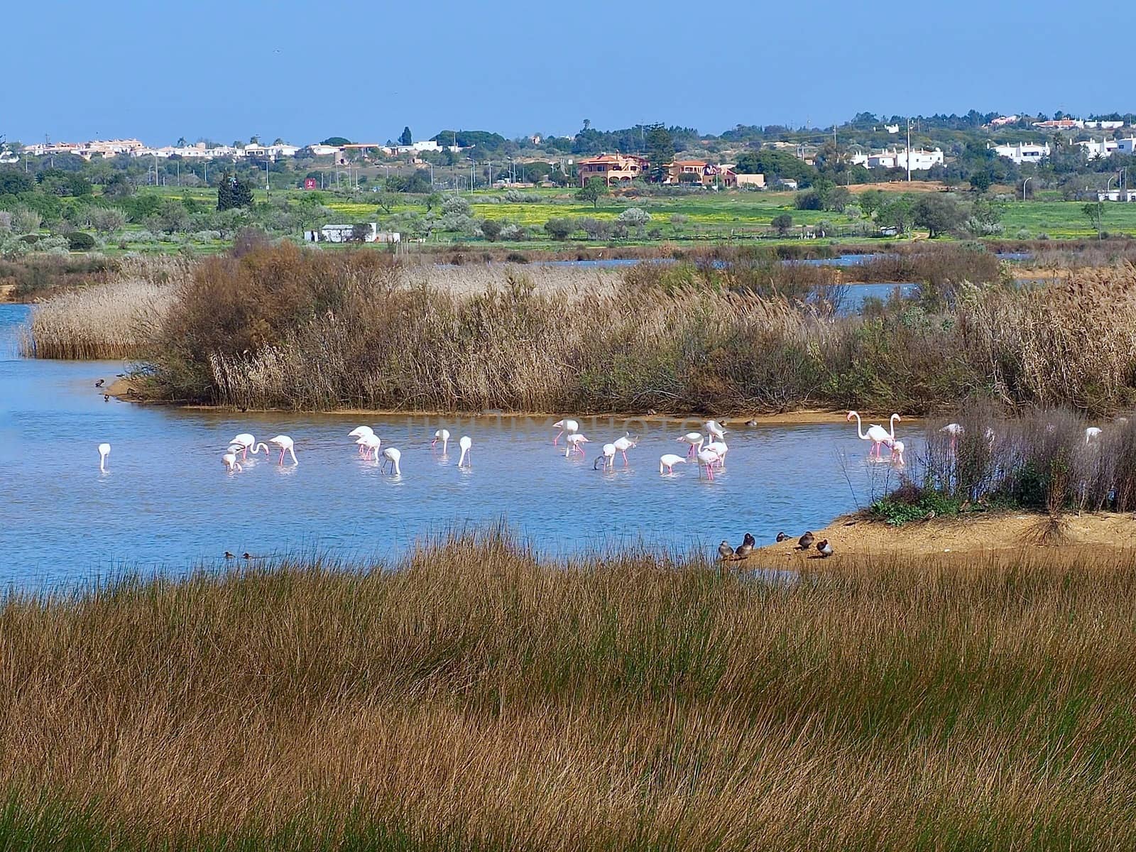 Flamingos at Beautiful lagoon Lagoa dos Salgados near Albufeira in Portugal by Stimmungsbilder
