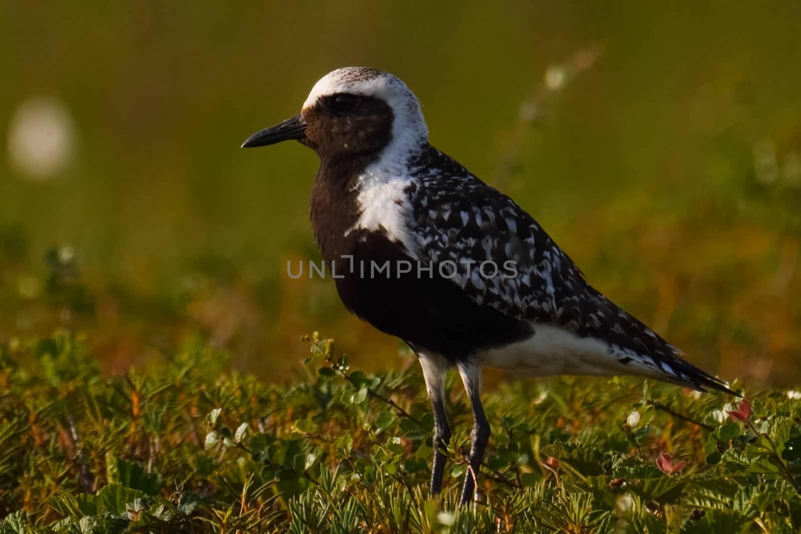 A black white bird in the summer in the tundra.