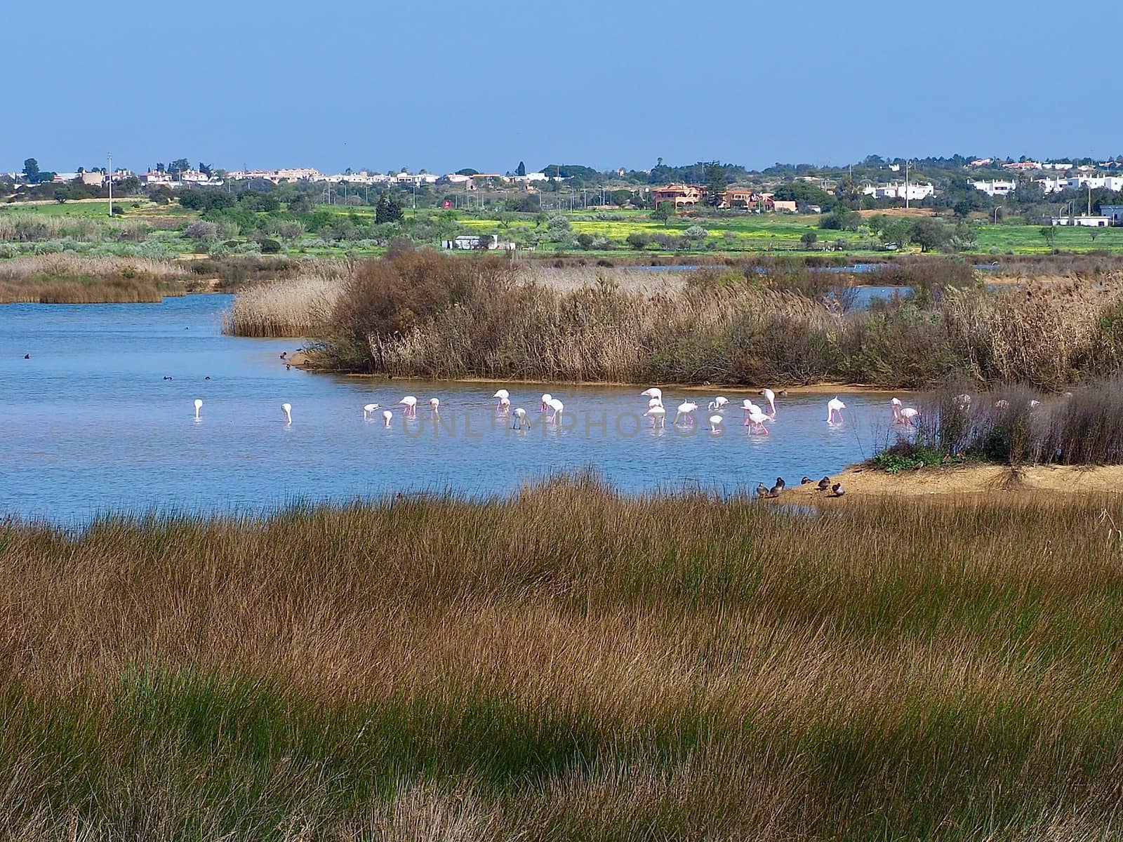 Flamingos at Beautiful lagoon Lagoa dos Salgados near Albufeira in Portugal by Stimmungsbilder