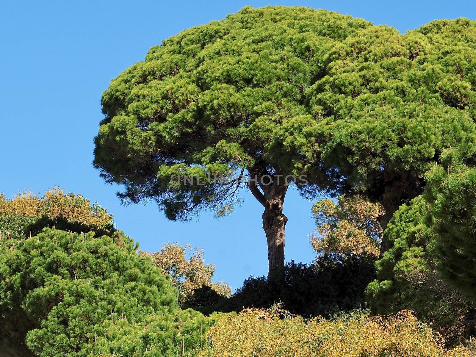 Big pine trees in front of blue sky by Stimmungsbilder