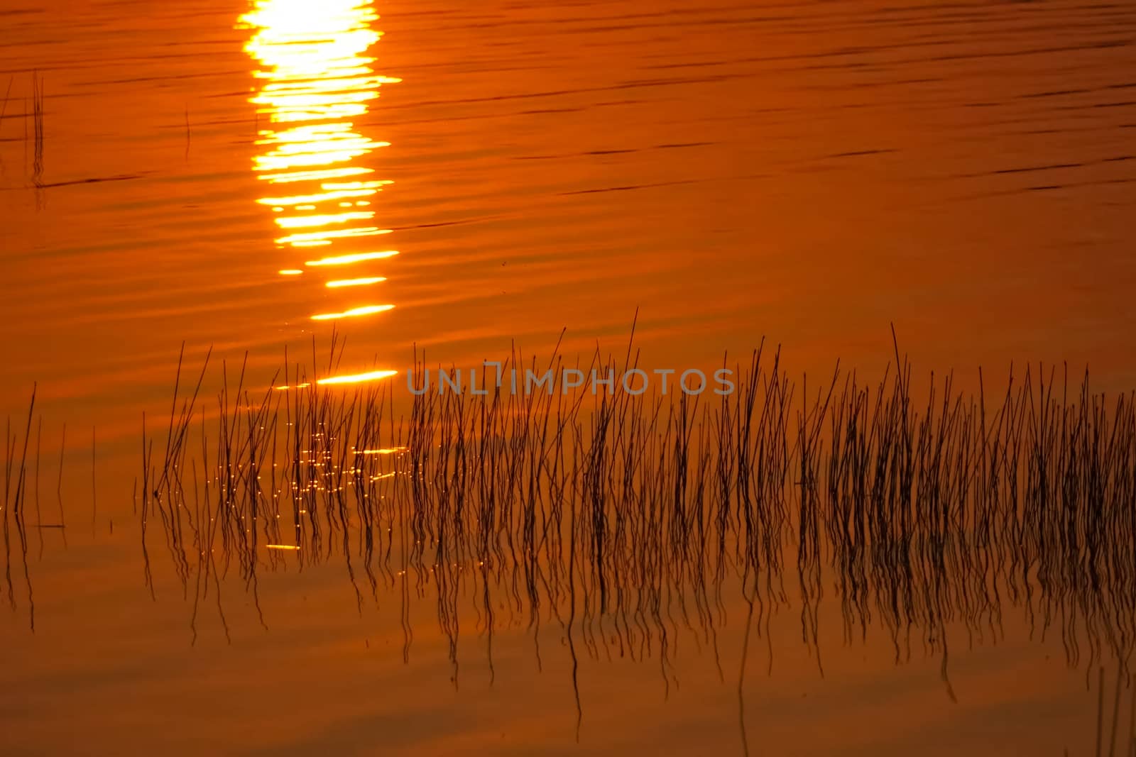 Orange is canaled over water surface of the lake. Grass in the lake and the reflection of the sunset. by DePo