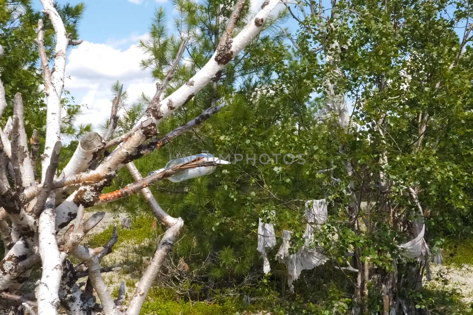 Rags and skins on birch trees. Tradition of reading perfume in people of Khanta. Excellent spiritual forces and rituals. by DePo