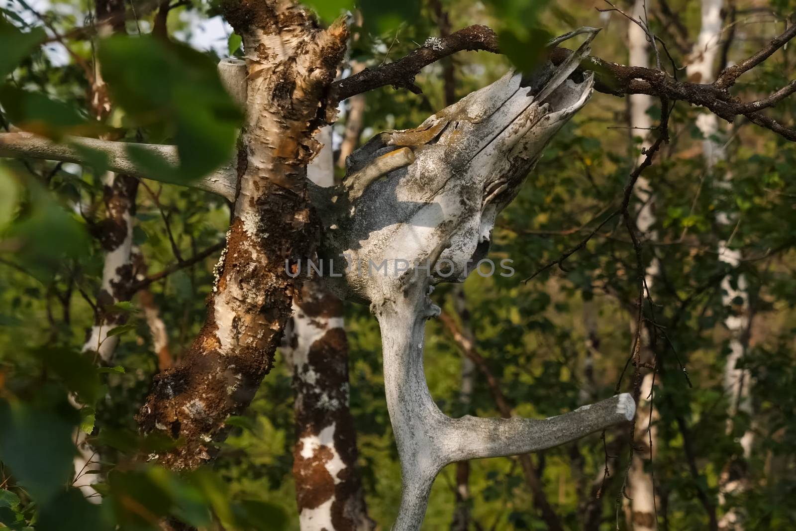 skull of a reindeer on a tree. Traditional beliefs of the peoples of the north. The customs of the locals of the tundra. by DePo