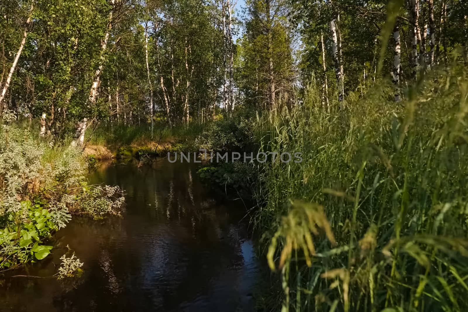 A small river in the middle of the forest. Vegetation on the banks of a small river.