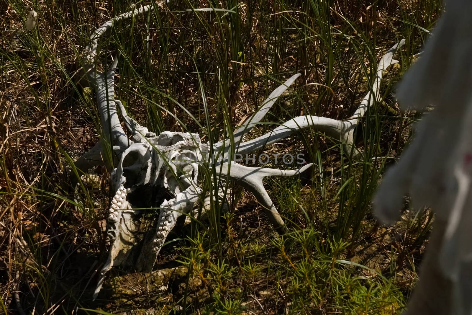 The skull of a reindeer on a tree. Traditional beliefs of the peoples of the north. The customs of the locals of the tundra.