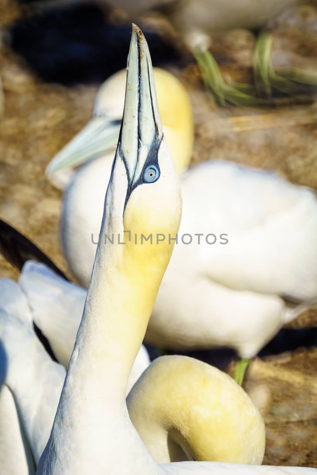 Gannet birds in the Bonaventure Island by RnDmS