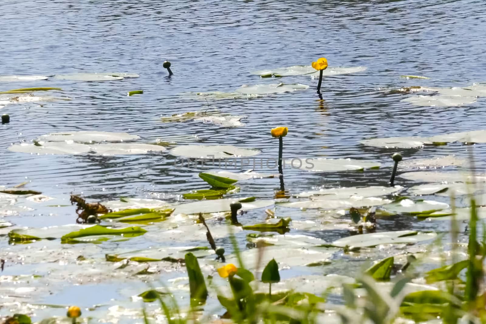 Water lilies on surface of the lake. Vegetation of the reservoir by DePo