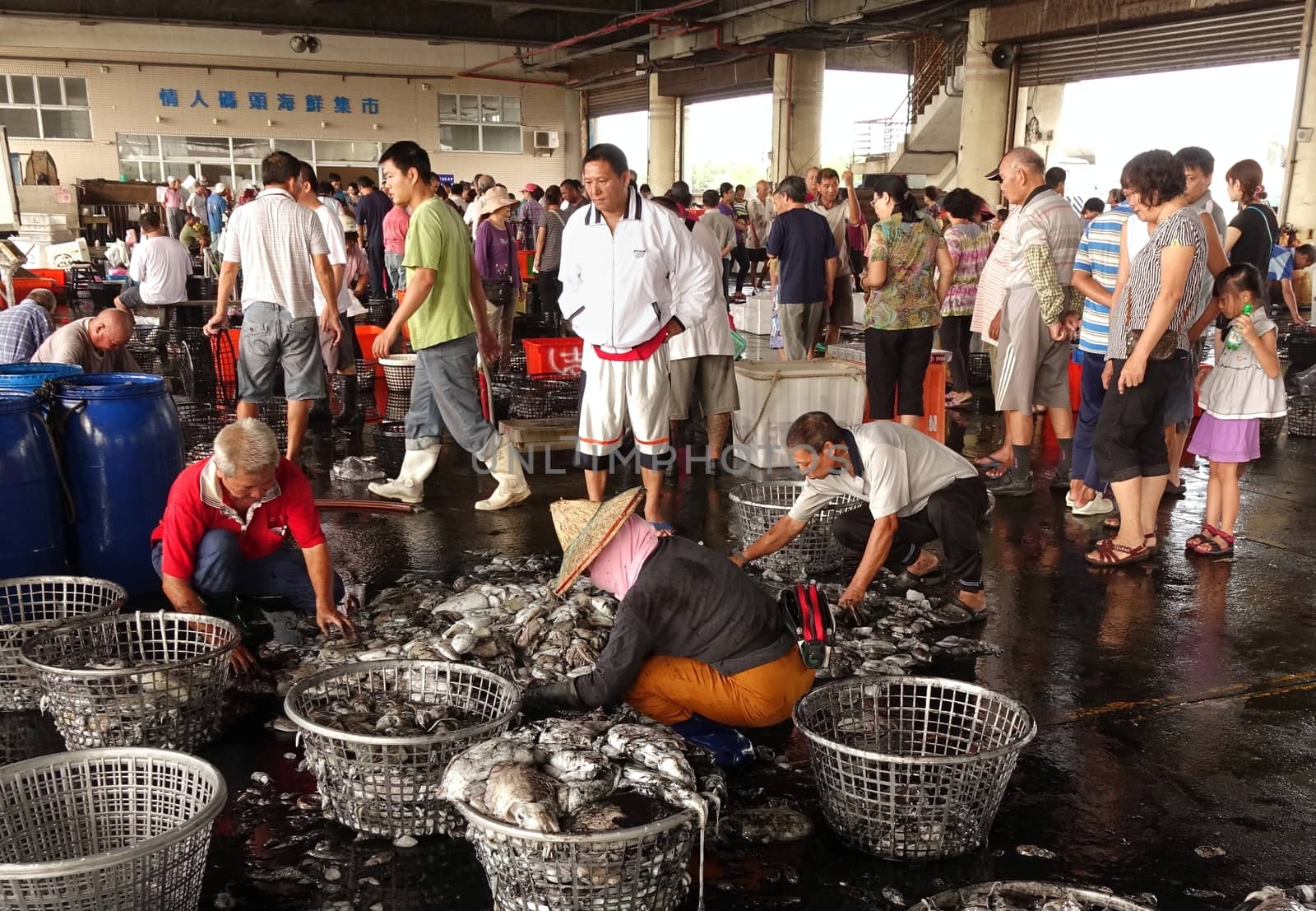 KAOHSIUNG, TAIWAN -- SEPTEMBER 28, 2014: Workers at the Sinda fishing port sort fresh squid into baskets to be sold at the daily market.