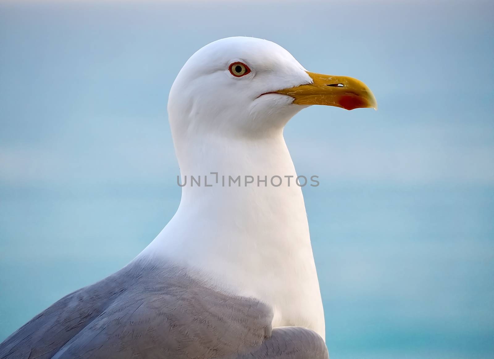 Single seagull in front of blue background