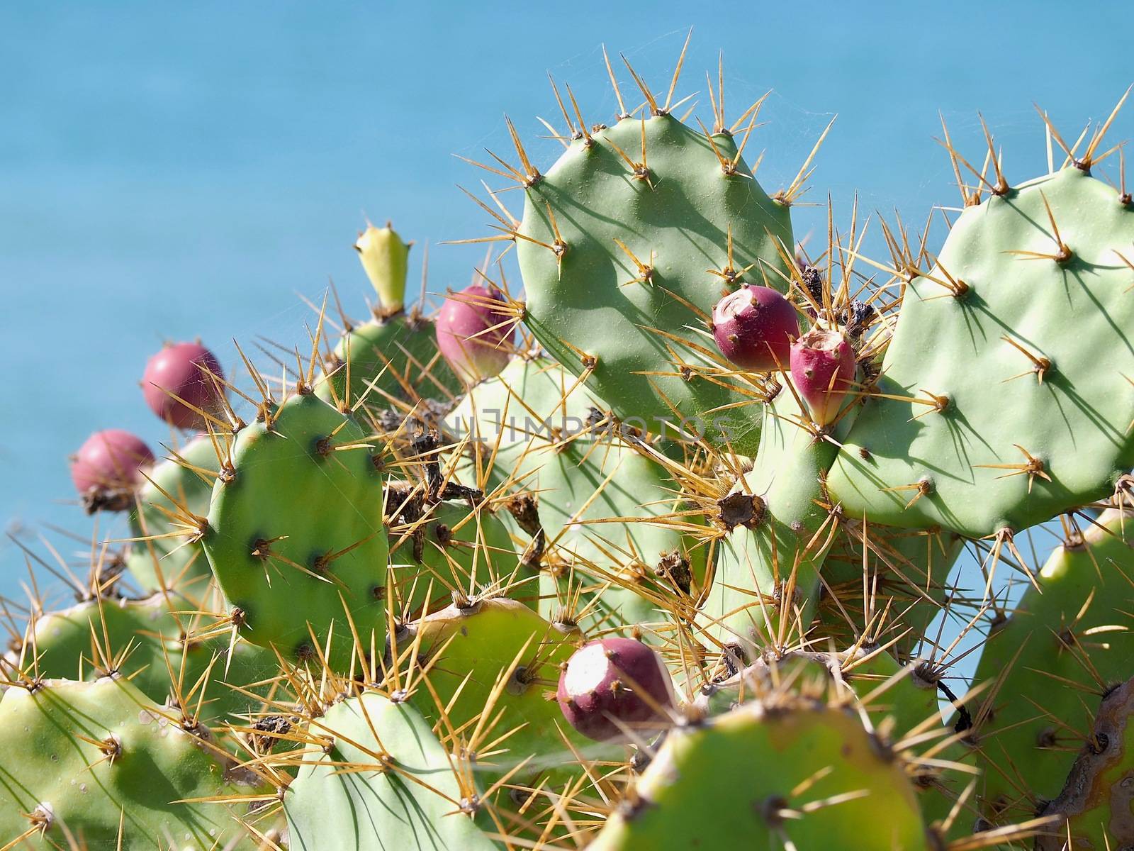 Prickly pear cactus with ripe fruits in front of blue sky by Stimmungsbilder