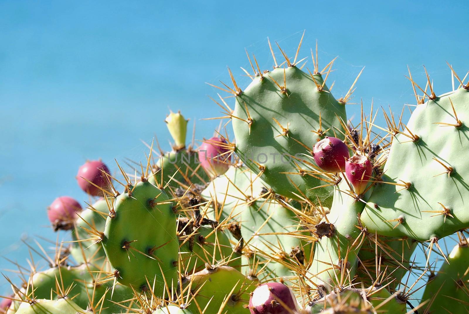 Prickly pear cactus with ripe fruits in front of blue sky by Stimmungsbilder