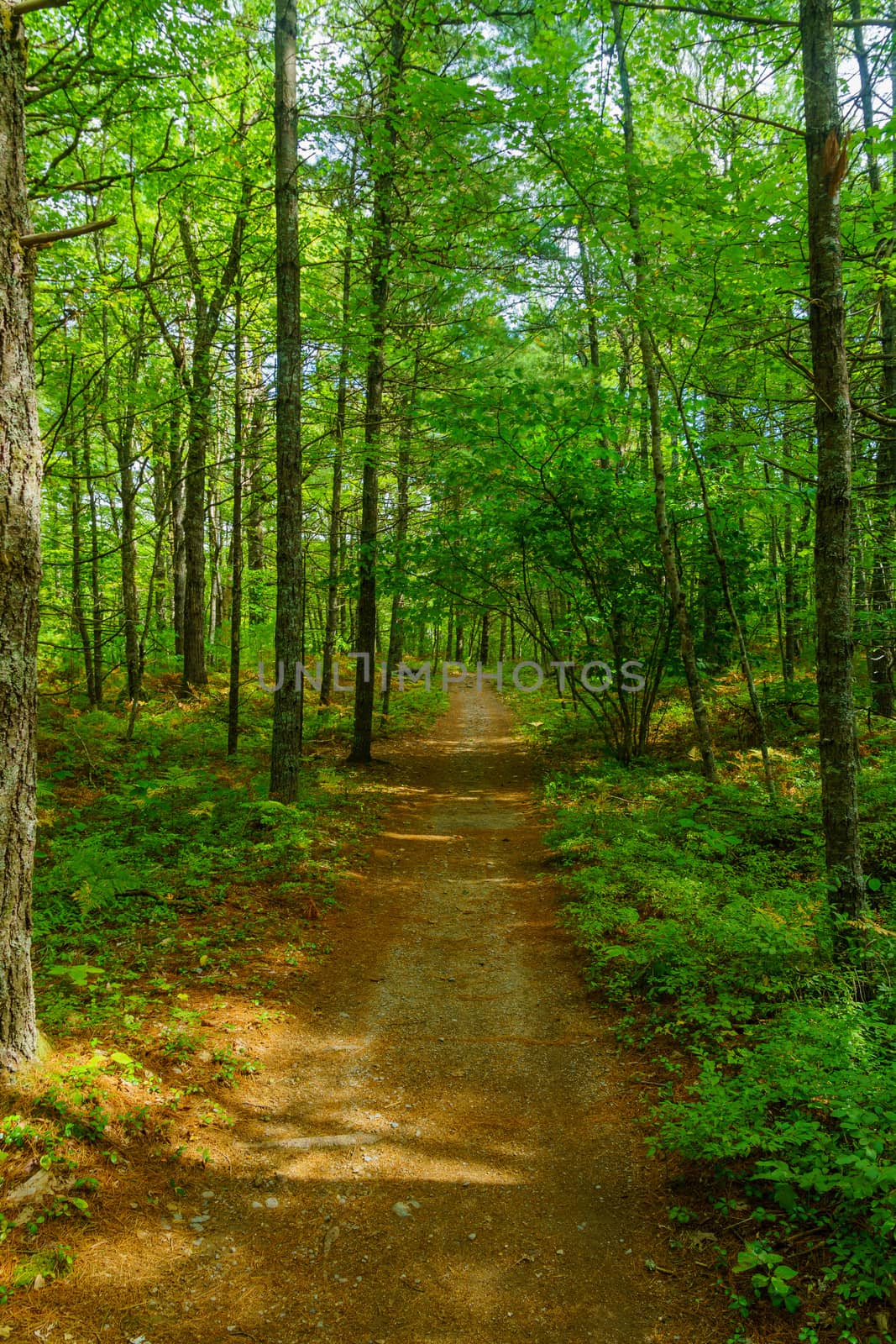 Footpath in a forest, in Kejimkujik National Park, Nova Scotia, Canada