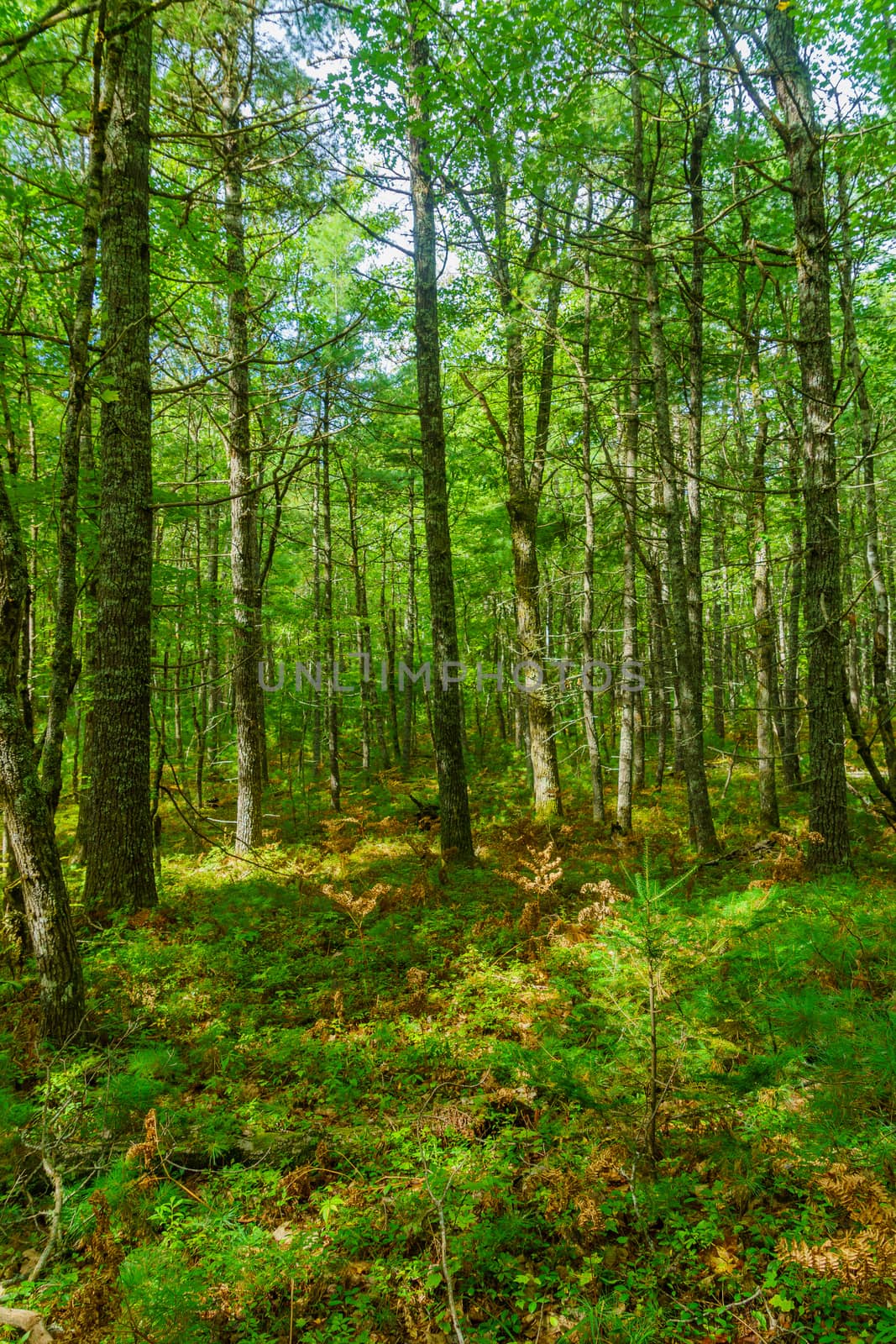 View of trees and forest, in Kejimkujik National Park, Nova Scotia, Canada