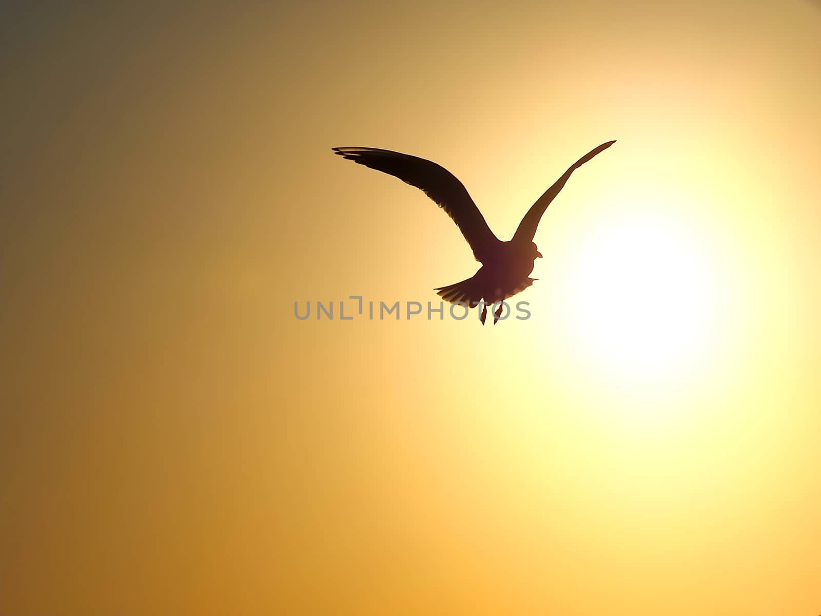 Single seagull flying into the orange sunset by Stimmungsbilder