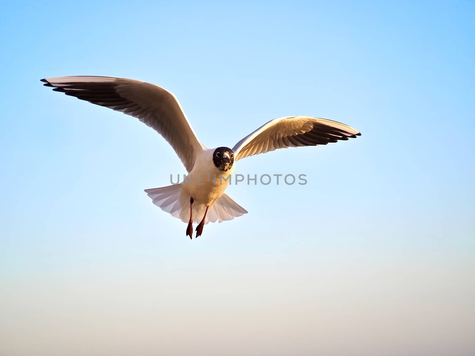 Single seagull flying at the beach