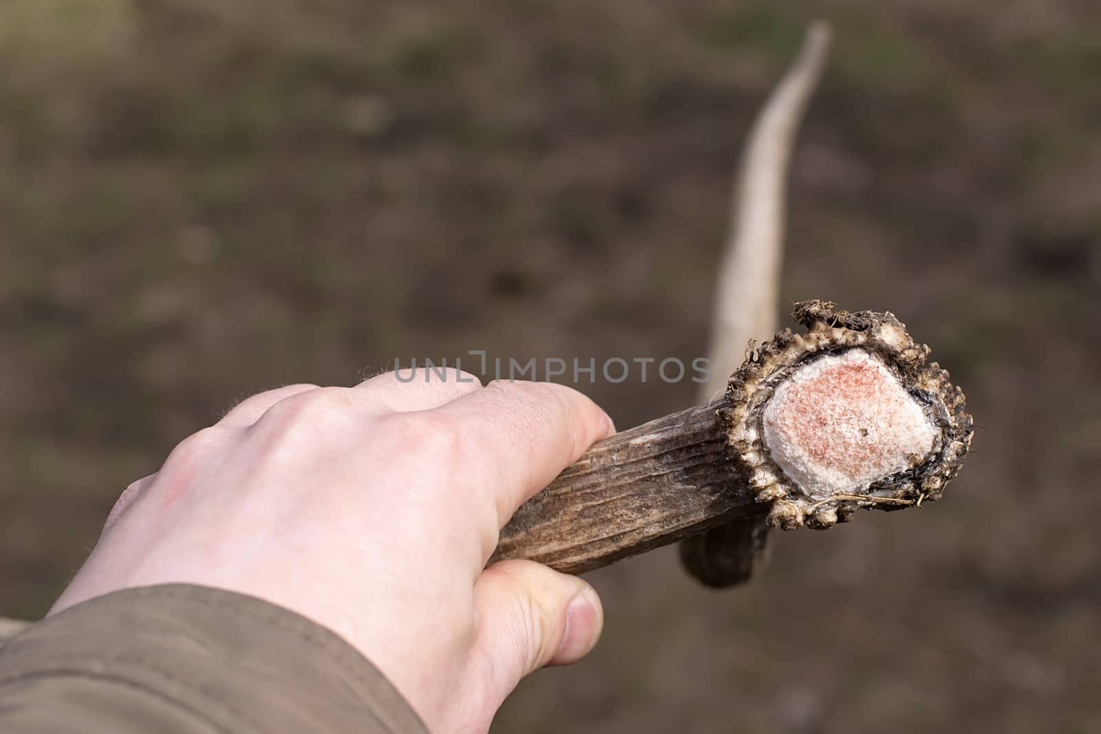 horns of a large horned animal in the hand of a man by jk3030