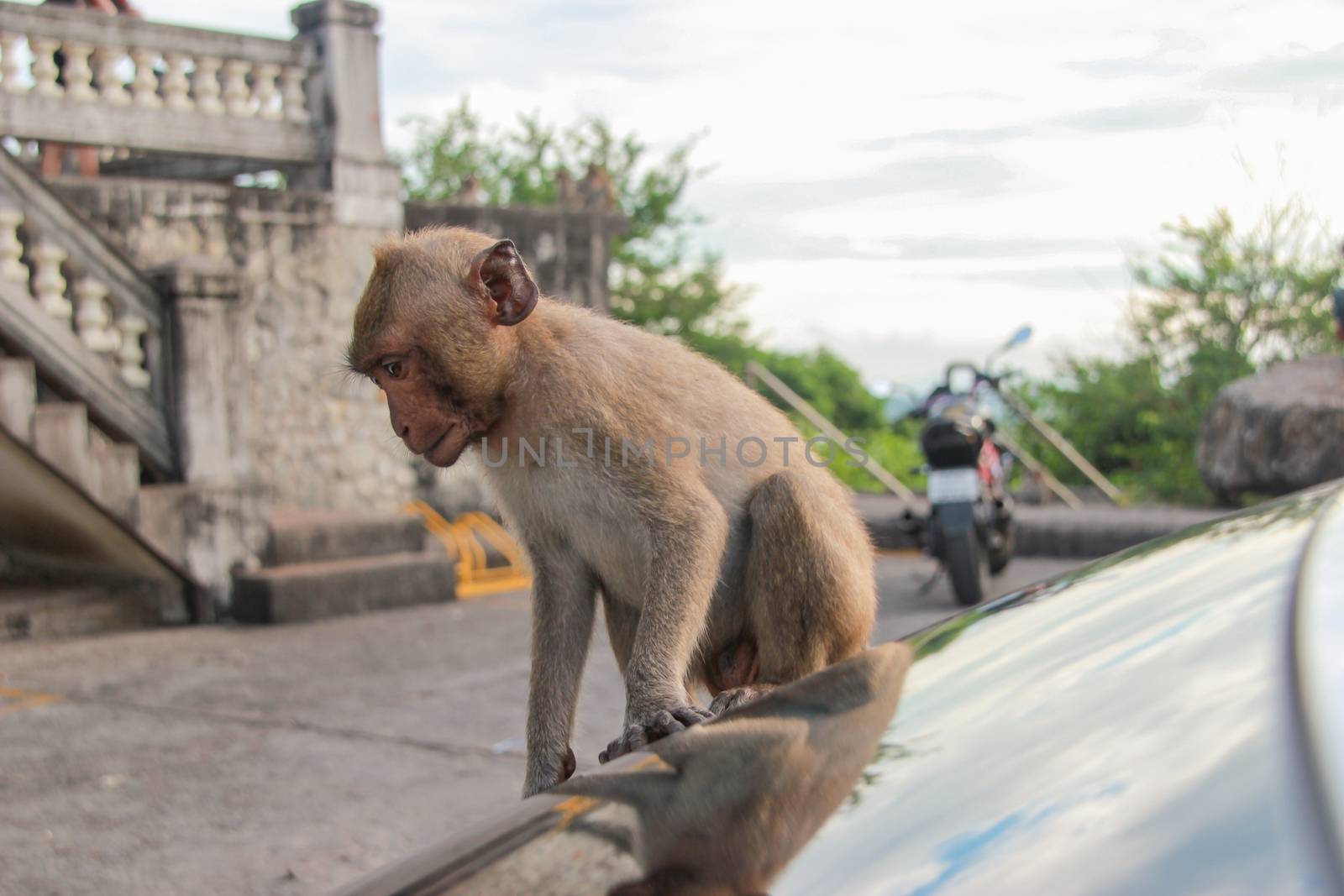 monkey is sitting in front of the automobile mirror.