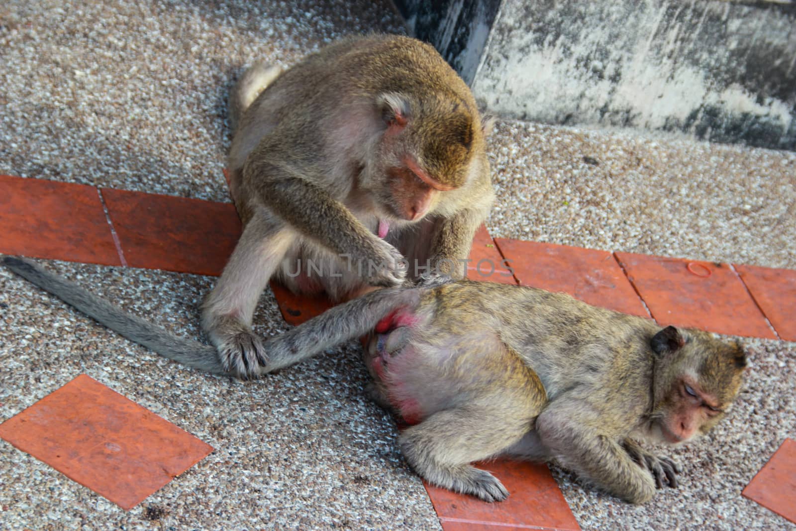 Monkeys are looking for ticks for each other.