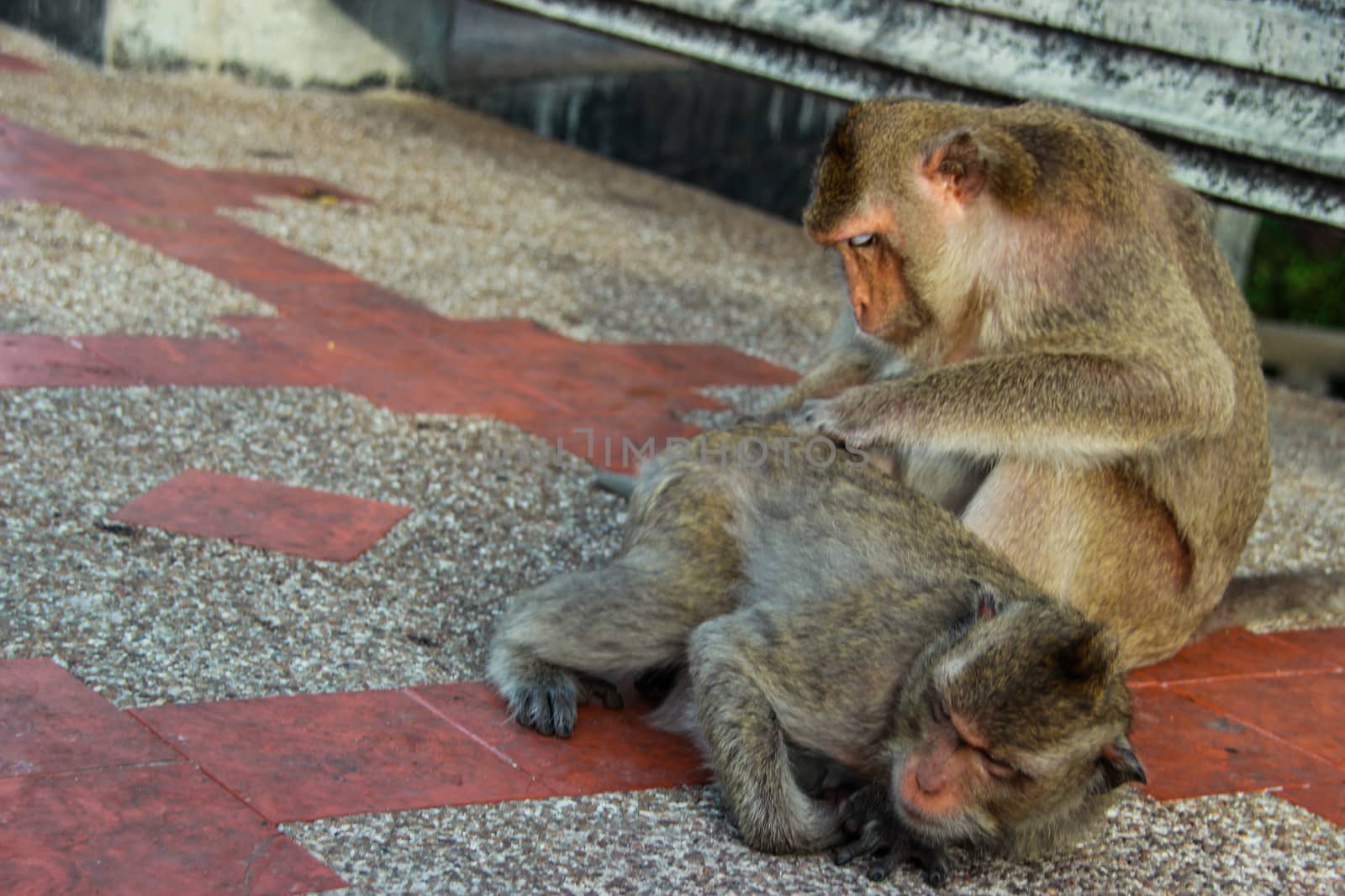 Monkeys are looking for ticks for each other.