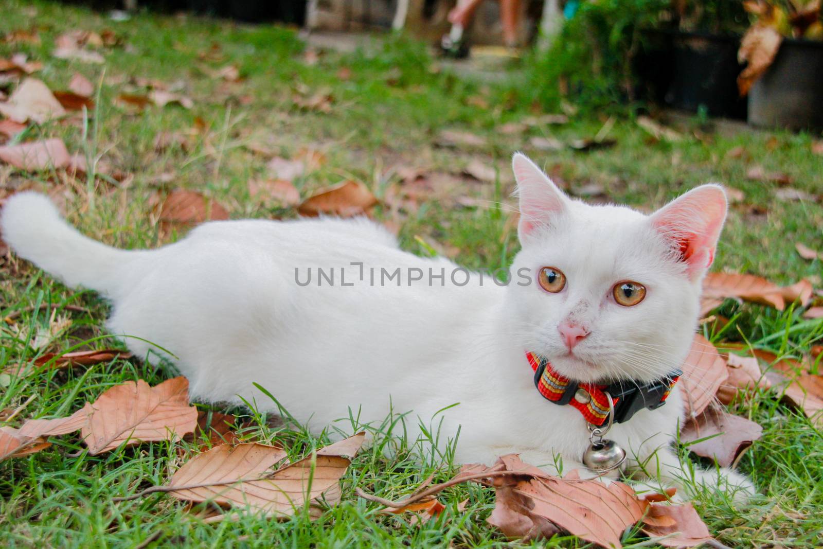 White cat on grass is happily. by suthipong