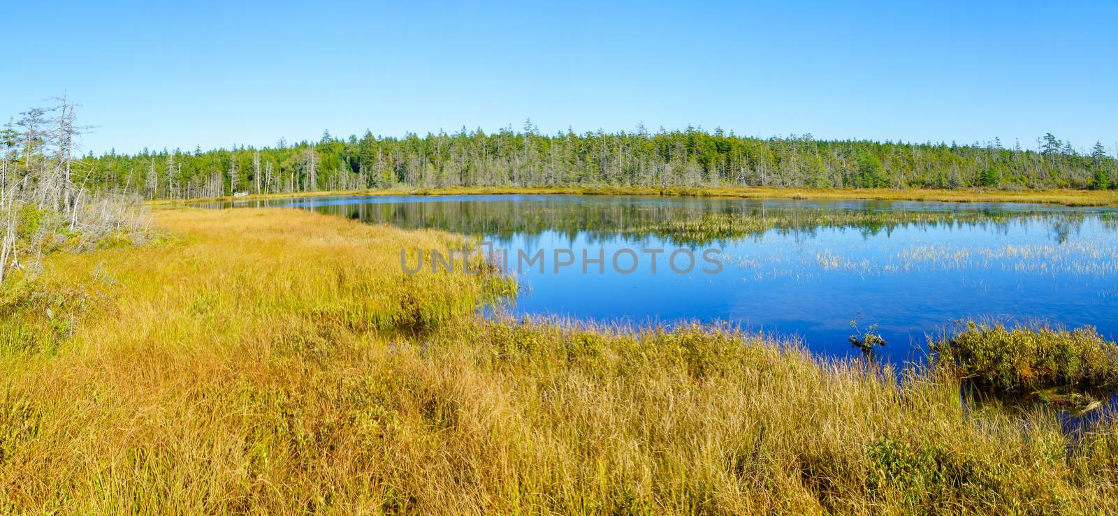 View of marshland in the Caribou Plain, Fundy National Park, New Brunswick, Canada